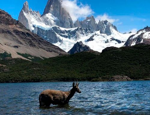 La fauna en El Chaltén