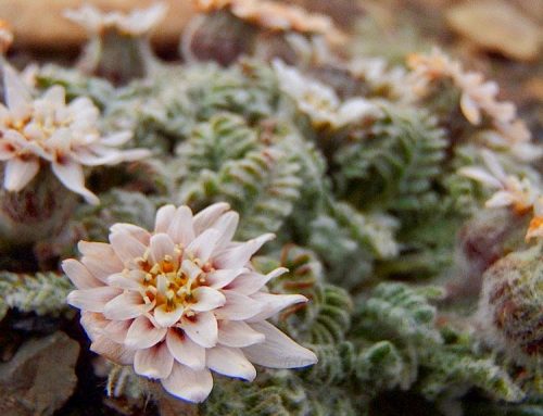 La flora de El Chaltén